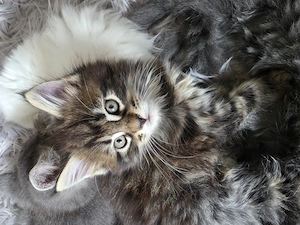 Reinrassige Maine Coon XXL Kitten Kätzchen Katzen Babys sanfte Riesen