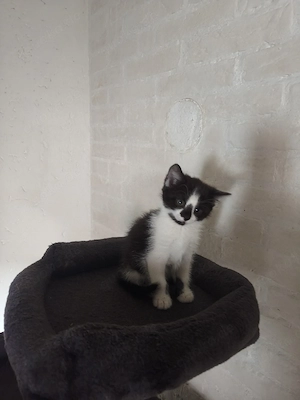Süsse Kätzchen in gute Hände abzugeben 