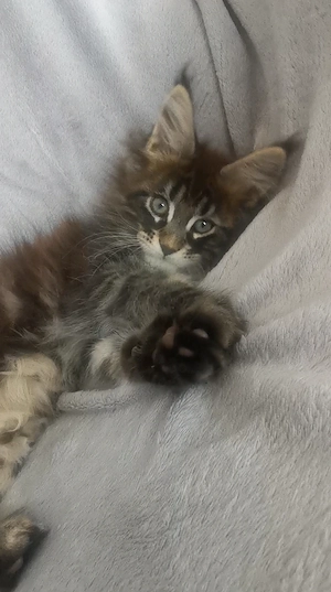 Maine Coon Kitten.!!!