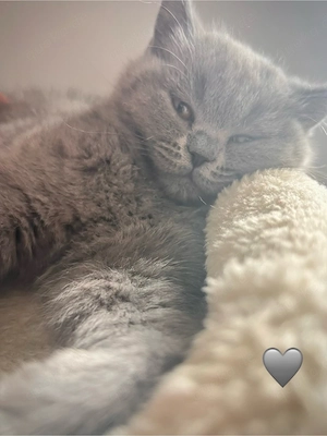 Auzugsbereit: Letzten zwei BKH-Kuschel-Kitten dürfen ausziehen