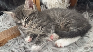 Maine Coon Europäisch Kurzhaar Mix XXL Kitten Kätzchen Katzen Babys sanfte Riesen