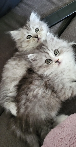 Süße Ragdoll x Britisch Langhaar Kitten suchen ein liebevolles Zuhause