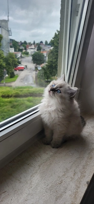     Süße Ragdoll x Britisch Langhaar Kitten 