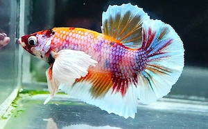 Betta Kampffisch Dumbo