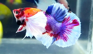 Betta Kampffisch Dumbo Plakat 