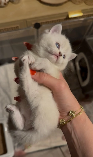 BKH Kitten in besonderen Farben