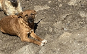 Superheldin Evi sucht eine liebevolle Familie