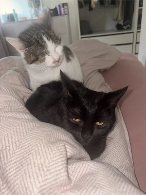 Zwei liebe Europäisch Kurzhaar Katzen abzugeben   Mina & Malik