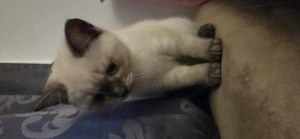 Bkh kitten 