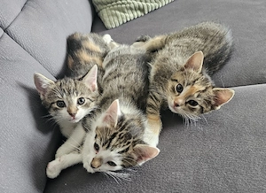 Glückskatze Kitten Kätzchen bunt weibchen süß