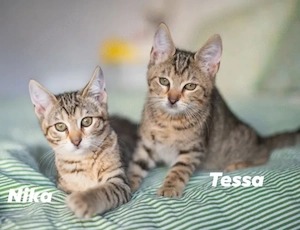 Tessa & Nika Verspielte Tigermädels suchen freundliche Familie