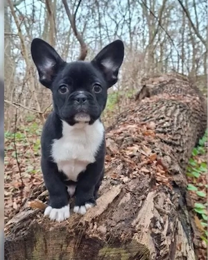 französische bulldogge mops mix 