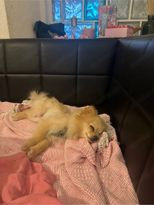 hund sucht dringend ein zuhause 
