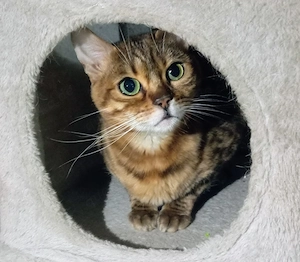 Bengal Prinzessin Katze 