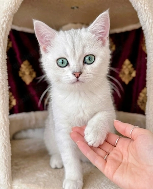 BKH letzen Kitten abzugeben