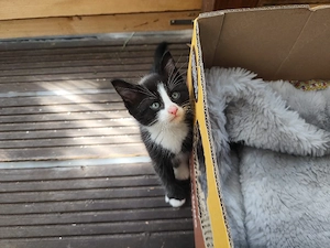 katzen abzugeben 