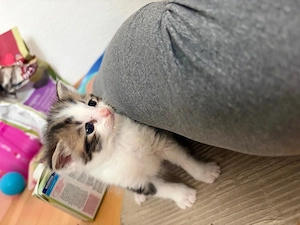 Zwei süße Kitten jungs suchen ein liebevolles Zuhause   geboren am 18.05.