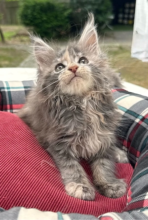 Traumhafte XXL Maine Coon kitten Blue tortie silver tabby katze 