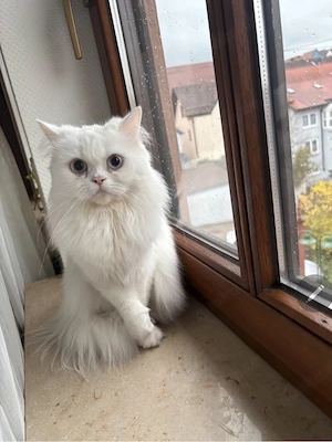 Die 2,5 Jahre alte Katze sucht ein neues Zuhause.