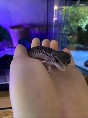 Leopardgecko Weibchen Black Night mack super snow poss.eclipse