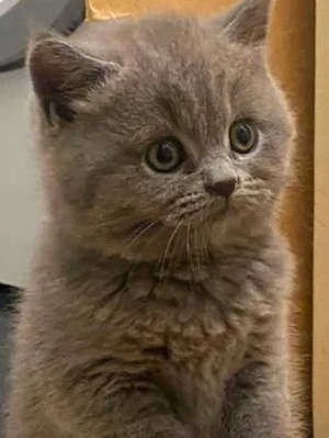 bkh kitten 