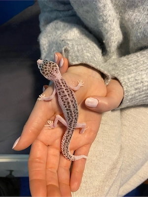 MS Pied Eclipse 