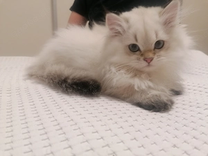 BLH Kitten (reinrassige British Langhaar Katerchen) 