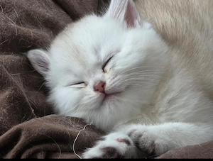 Reinrassige BKH und BLH Kitten 