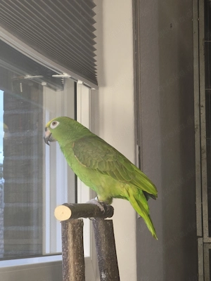 Suche einen Amazone Gelbscheitel 1.0 (Hahn)