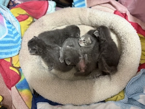  Liebevolle Britisch-Kurzhaar-Kitten suchen ihr Für-immer-Zuhause 