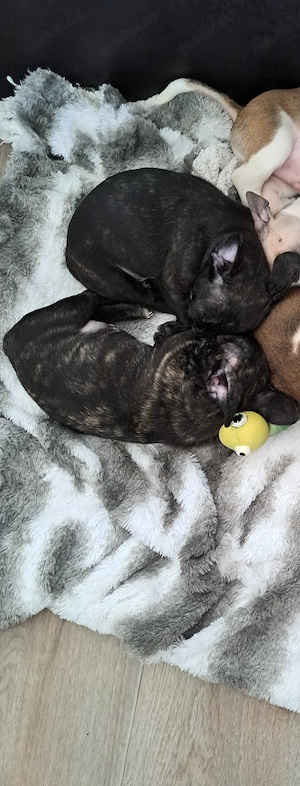 Französisch Bulldogge Pinscher mix
