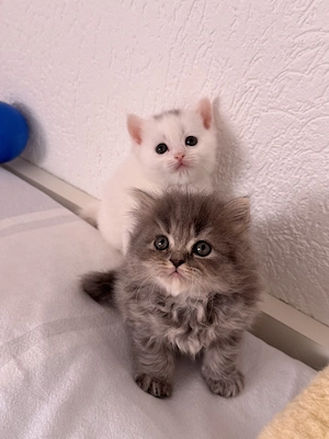 British Langhaar Katzen