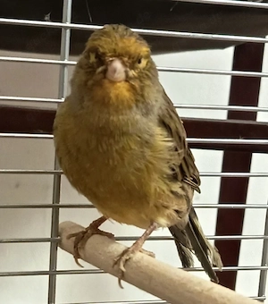 Süße Kanarienvögel männlich top Singer gesund und Aktiv