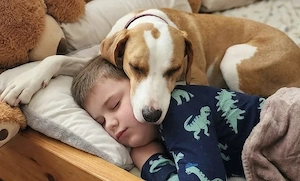 Jagdhund Mix Hündin 2j Kinderlieb bundesweit ausreisebereit 