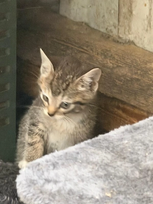 4 kitten suchen ein liebevolles Zuhause 