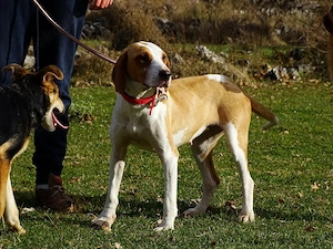 Jagdhund Mix Hündin 2j KINDERLIEB bundesweit ausreisebereit 