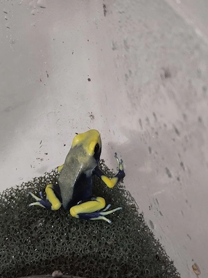 Färberfrosch Dendrobatus tinctorius tumacumaque Weibchen