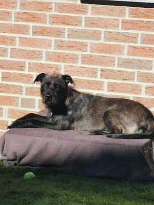 Shila sucht ein neues Zuhause