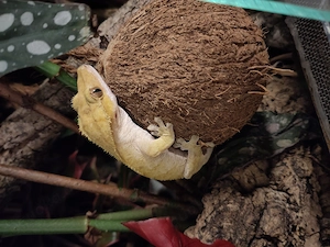 2 Kronengecko Correlophus ciliatus 