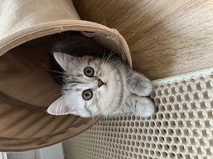 Britisch Kurzhaar kitten Weibchen 