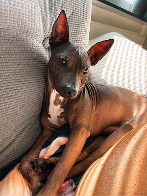American Hairless Terrier Rüde 
