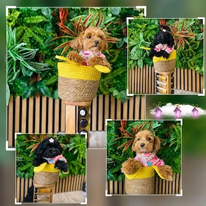 Maltipoo Welpen
