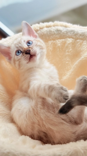 Hilf unseren Kitten und erhalte 200.- FR!