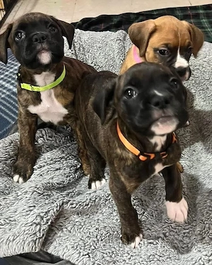 Drei wunderschöne Boxer-Welpen suchen ein liebevolles Zuhause