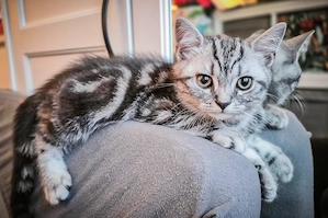 Für Kurzentschlossene - seit Mittwoch darf ich ausziehen -Black-Silver-Tabby-Classic
