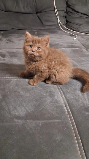 Britisch Kurzhaar Katze