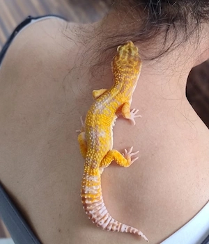 Leopardgecko 