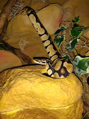 Tausche Verkaufe Königspython gegen Kornnatter,Gecko o.Agame