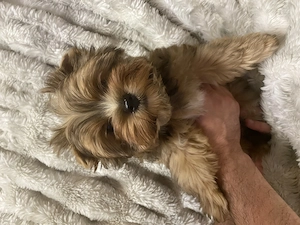 Reinrassige Yorkshire Terrier Welpen mit Ahnentafel 