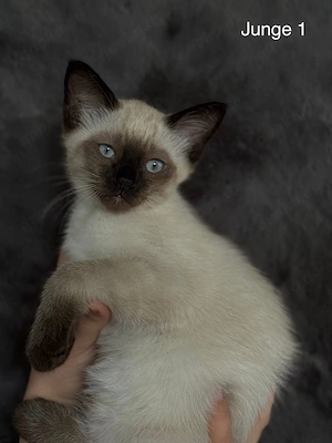 Liebevolles Zuhause für zwei Siam-Katerchen gesucht